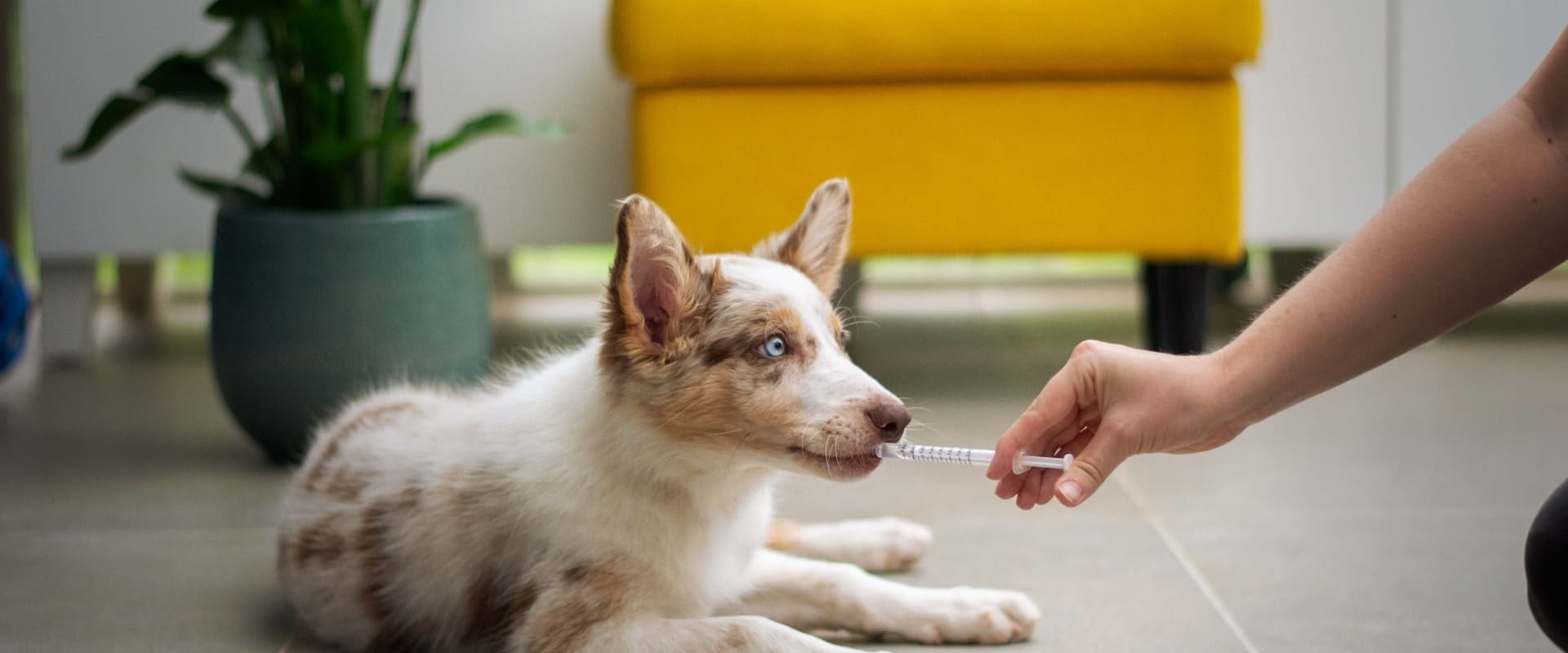 Veterinarian examining a dog